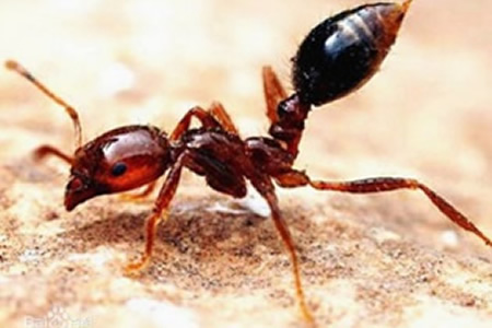 紅火蟻的危害及防制